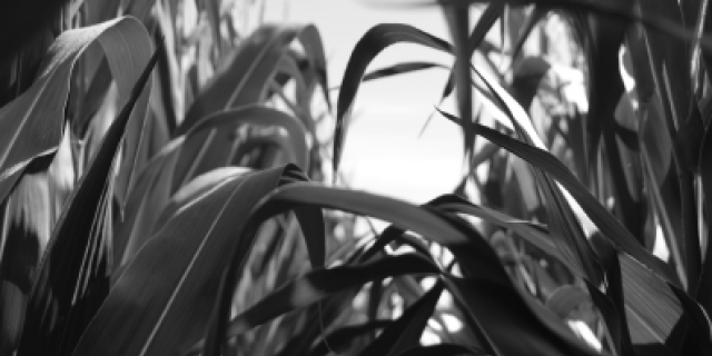 Black and white corn leaves